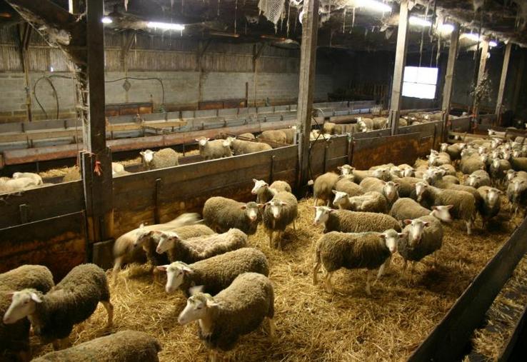 Amélioration des conditions de travail des éleveurs, bien-être animal, conditions de logement des animaux, amélioration du pâturage et développement des activités de vente directe font partie des objectifs recherchés par ce dispositif d'aide.