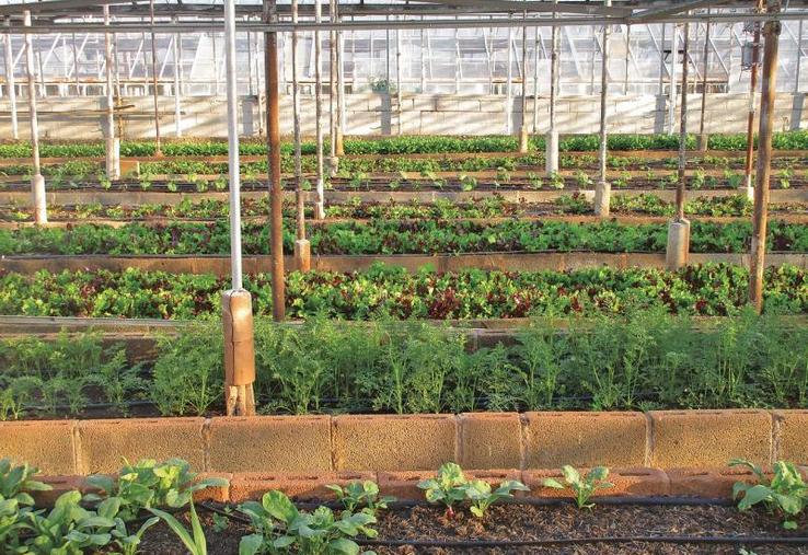 La fédération des producteurs de légumes liée à la FNSEA lance «un grand appel» aux jeunes intéressés par le maraîchage sous serre.