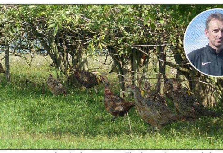 2 500 faisans communs de Nicolas Dassonville, à Rumigny, ont été nourris aux larves pendant quatre semaines. L'effet a été bénéfique pour le plumage.
