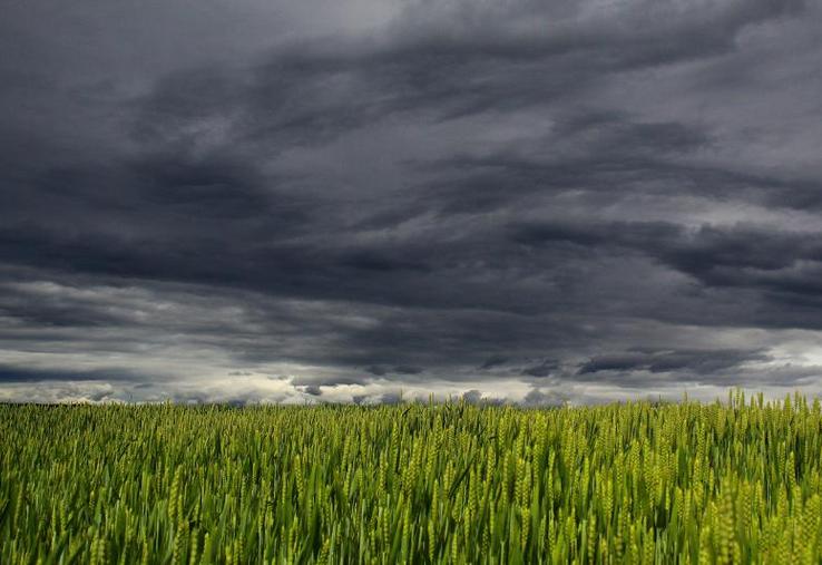 En juillet 2017, suite à la grêle, un agriculteur a perdu 2,2t/ha de blé tendre, dans 19,67 ha. Il a été indemnisé de 6 540 €.