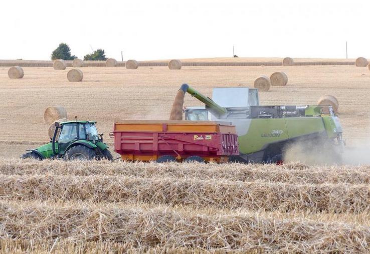En blé, les résultats devraient s’approcher de la moyenne quinquennale.