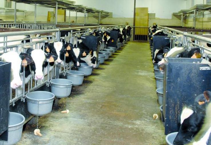 Développer la production laitière dans les exploitations mixtes lait-viande : une possibilité.