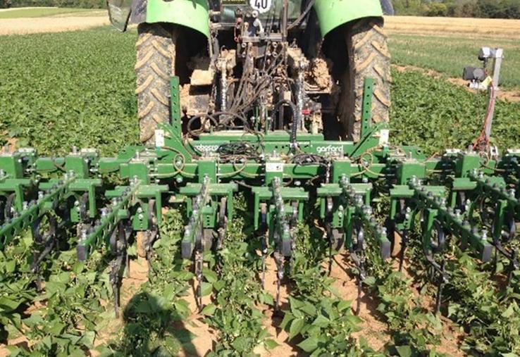 Binage des flageolets dans le cadre de la conduite Phytless.