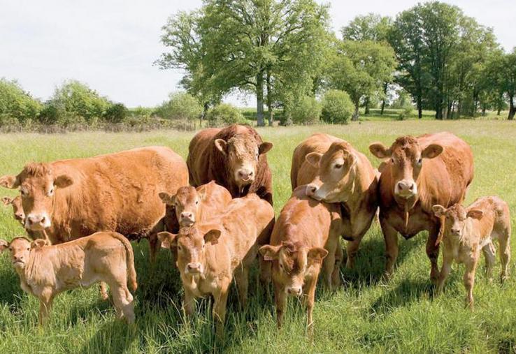 La section Nord Picardie est en hausse de 9 % du nombre d’adhérent au Herd-Book Limousin.