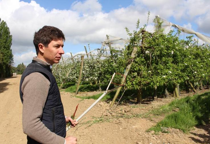 Alexandre Prot pratique la confusion sexuelle dans ses vergers. Pour ce faire, des bâtonnets biodégradables imbibés de phéromones sont déposés grâce à une perche sur les branches hautes des pommiers, tous les sept arbres.