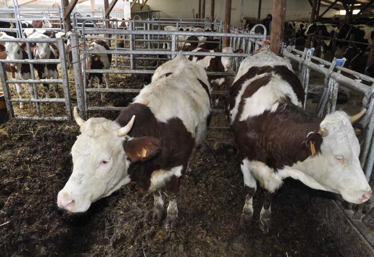 Avant 2014, l’Union européenne écoulait plus de 700 000 tonnes de porcs (source Cyclope 2016) et l’équivalent de 1,4 milliard d’euros de lait vers la Russie sous forme de poudre, de beurre et de fromage.