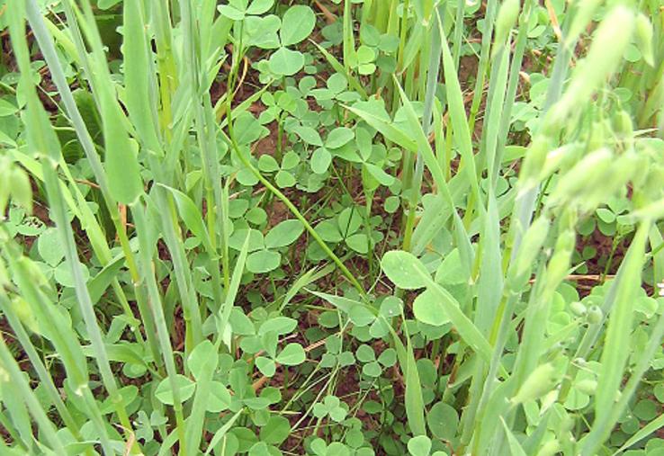 Le trèfle sous couvert attend son heure ! 