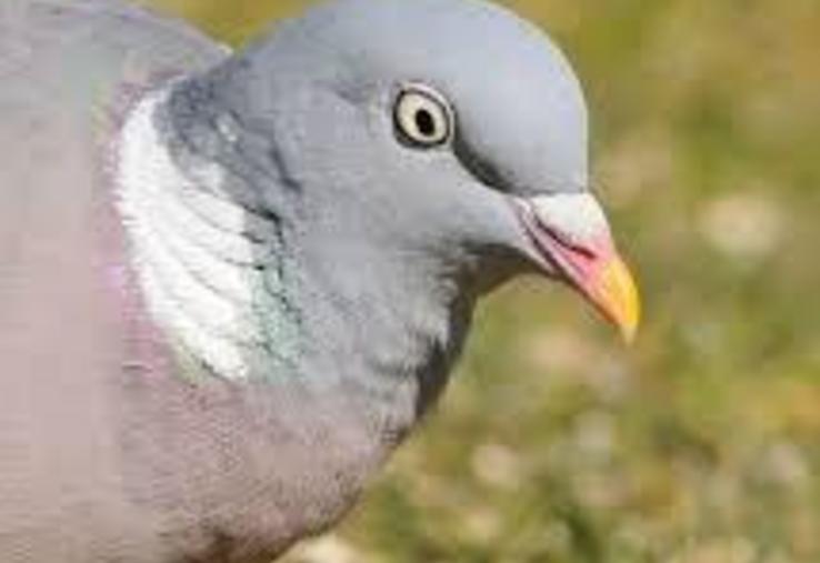 Les pigeons sont de plus en plus nombreux aux hortillonnages.