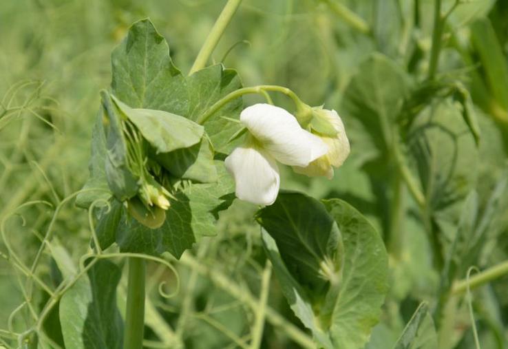 Pois en début de floraison.