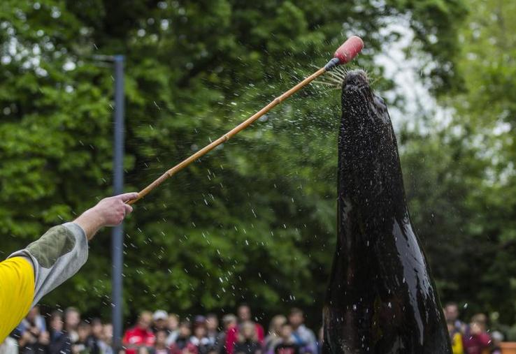 L'abandon de l'examen du projet de loi sur les animaux n'est que partie remise pour ce texte et ses propositions, selon ses initiateurs.