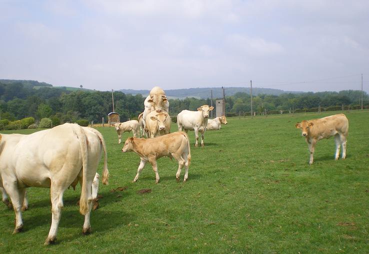 Qualité des aplombs et préparation avant reproduction sont les points clés de la réussite. 