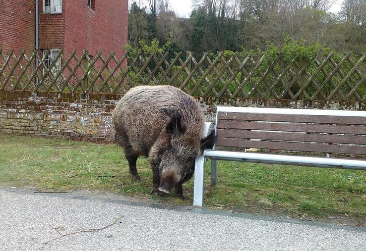 Le vétérinaire et les locaux proches de Titine ne l’ont pas trouvée ce 13 juin. 