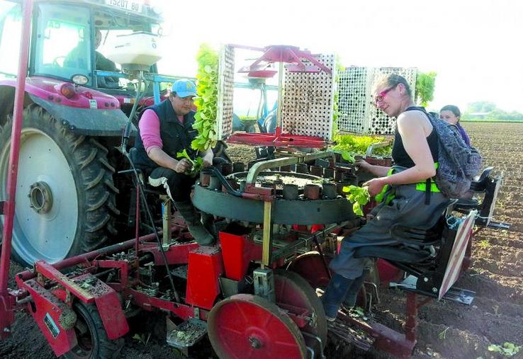 Bruno Dewamin emploie six saisonniers pour planter le tabac à une cadence de 2,5 ha par jour.