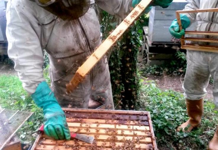 En 2020, le bon démarrage de la campagne a offert les conditions propices à une bonne santé des colonies, le développement franc des colonies limitant la pression des varroas.