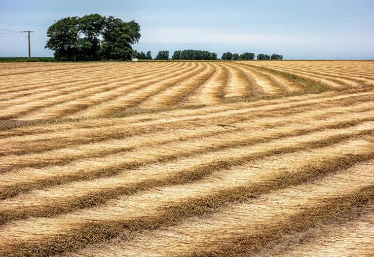 Trois régions - Normandie, Hauts-de-France et Île-de France - concentrent 80% de la production de lin fibre en France.