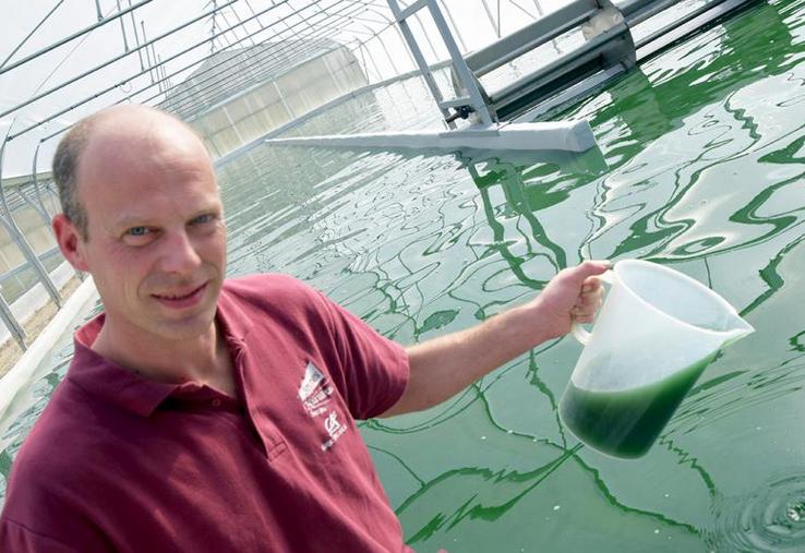 Au cœur même des serres, la spiruline pousse tranquillement dans les bassins. 
