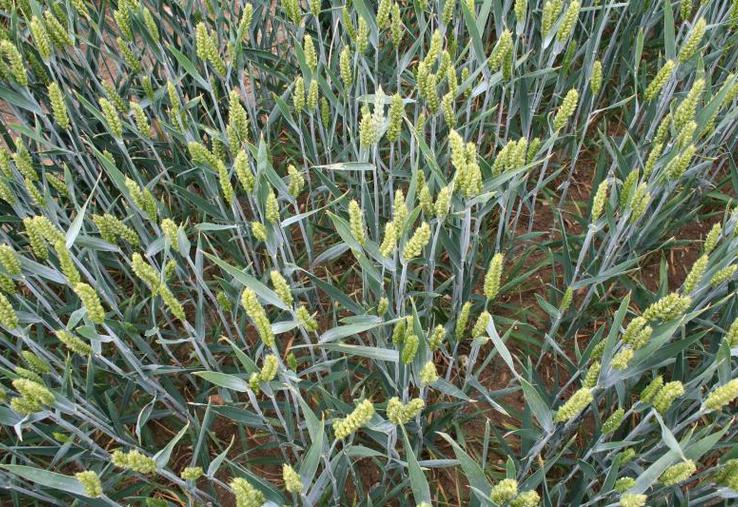 Blé tendre, épis verts avant maturité.