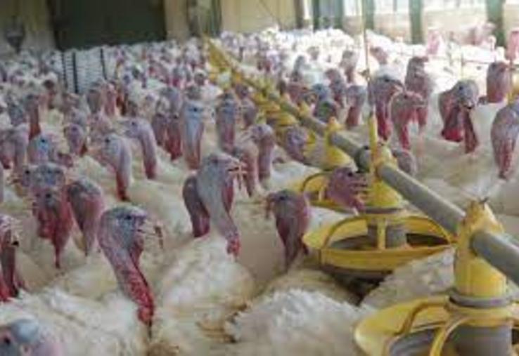 dindes et grippe aviaire