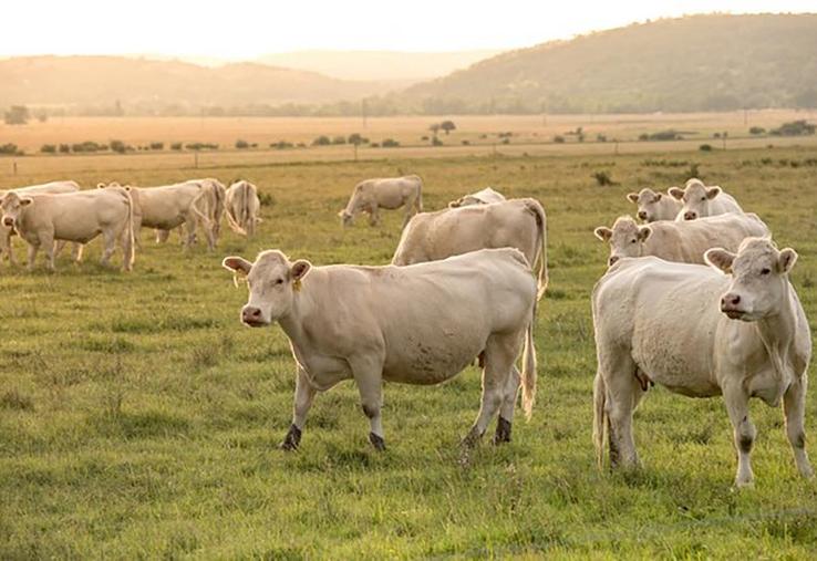 La décapitalisation du cheptel allaitant français se poursuit.