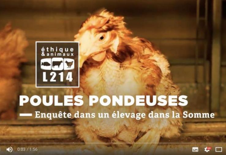 Jean-Lou Sterin en est bien conscient, plus que son propre élevage, L214 veut en réalité dénoncer l’élevage de poules en cage en général.