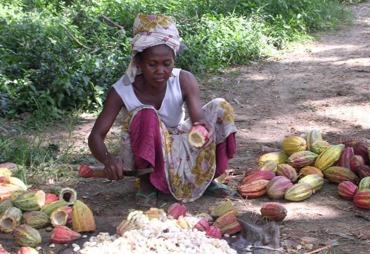 Grâce à l’Union de coopératives Lazan’ny Sambirano (UCLS), les paysans malgaches vendent trois fois plus cher leur cacao.
