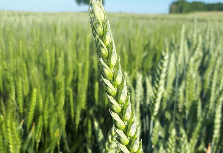 blé hybride