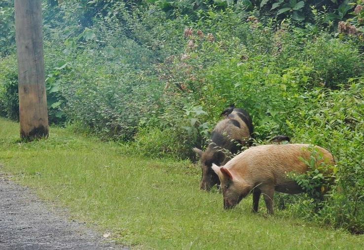 nucléaire et cochon