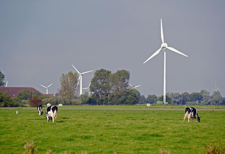 Vaches et éoliennes