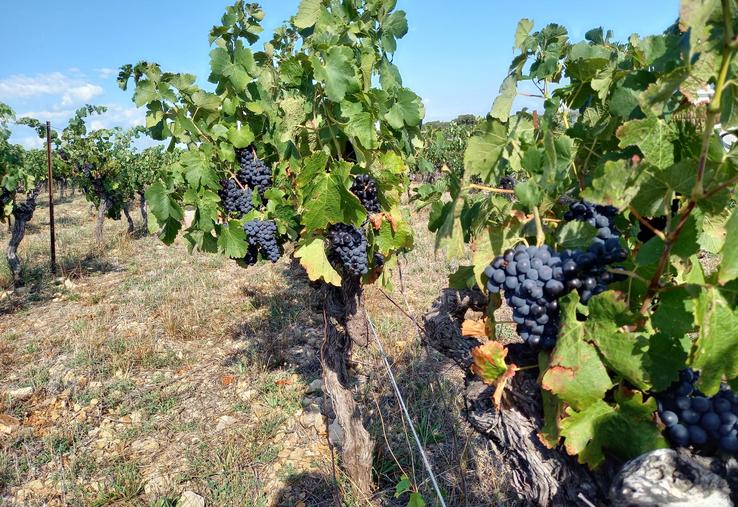 Dégâts de sangliers