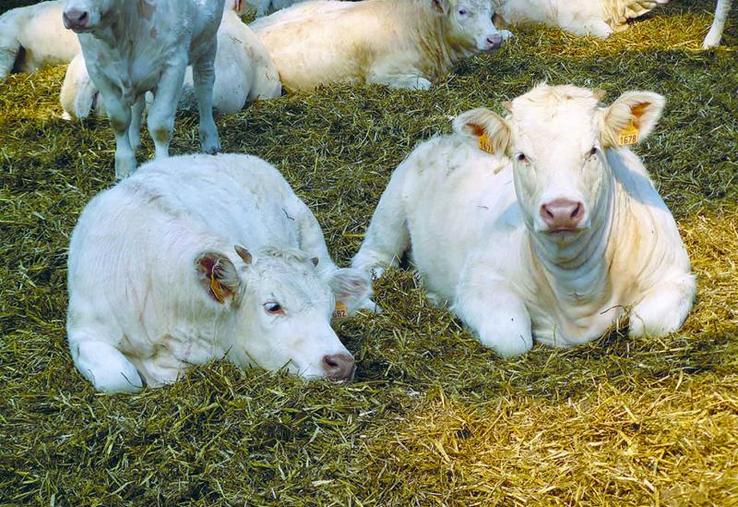 365 élevage bovins, 9 élevage porcins et  poulaillers pourraient être touchés par l’intégration de la vallée de l’Authie en zone vulnérable.