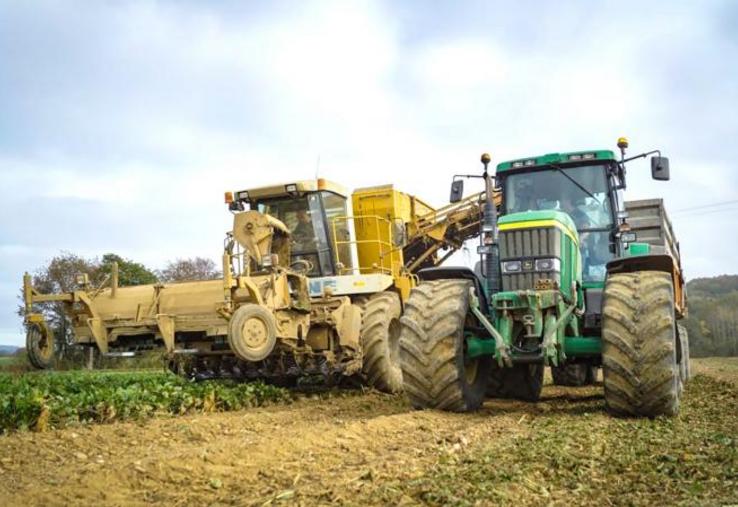Dans la plupart des sucreries, les dates d’arrachage ont été repoussées pour accorder un délai supplémentaire de croissance aux betteraves.