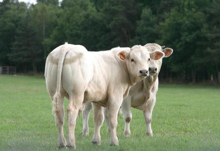 Les acheteurs français se tournent principalement vers l’offre nationale pour fournir un marché hexagonal en contraction.