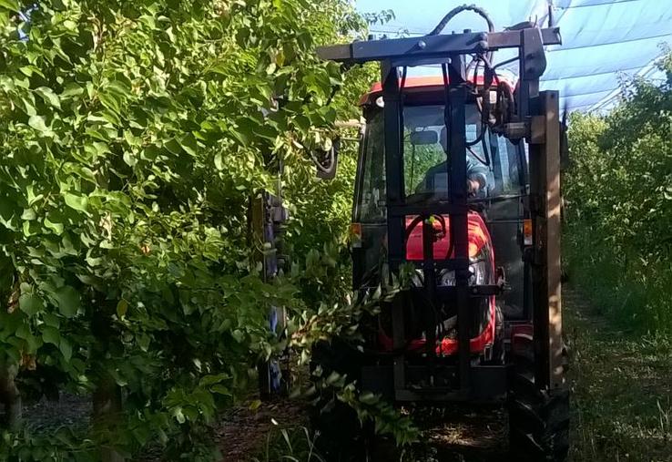 Le mur fruitier, ou plantation, en palmette permet un retour sur investissement plus rapide.