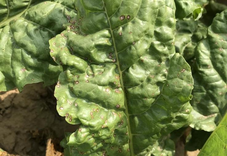 Les associations fongicides - cuivre apportent une meilleure efficacité, surtout pour la cercosporiose, quel que soit le produit testé (Spyrale ou Priori XTRA).