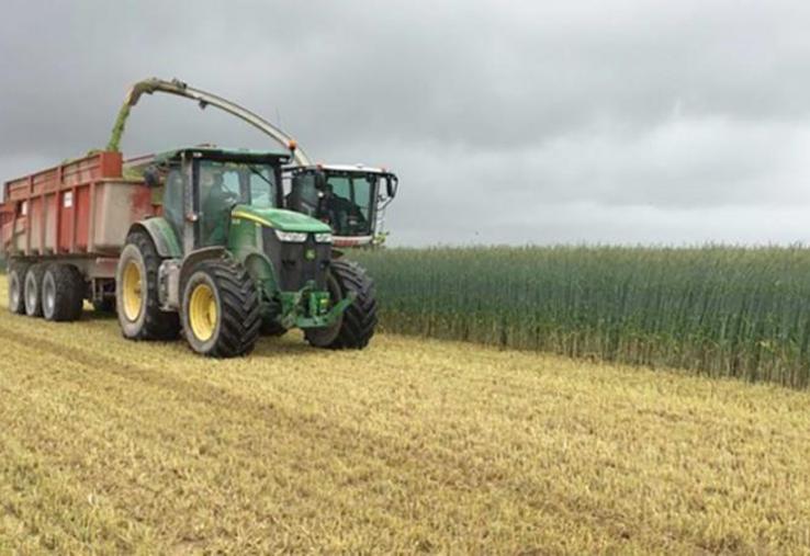 En Allemagne, la culture de seigle pour la méthanisation fait des émules depuis de nombreuses années. En France, Deleplanque croit en un développement similaire, d’où des investissements dans la semence hybride de seigle.