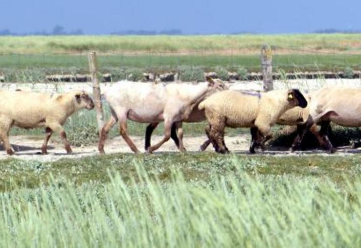 1 929 agneaux, pour un total de 41,5 t de viande, ont été dégustés l’année dernière. Mais ce début de saison, le client ne se bouscule pas au portillon.