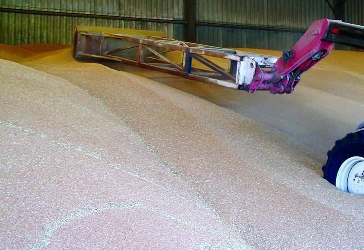 La qualité des blés récoltés oblige d’ores et déjà les stockeurs à redoubler d’efforts pour alloter et segmenter en fonction des marchés. La décote économique amplifie le sentiment de pénibilité avec les chantiers qui n’ont quasiment pas avancé et les cultures en place qui s’abiment.
