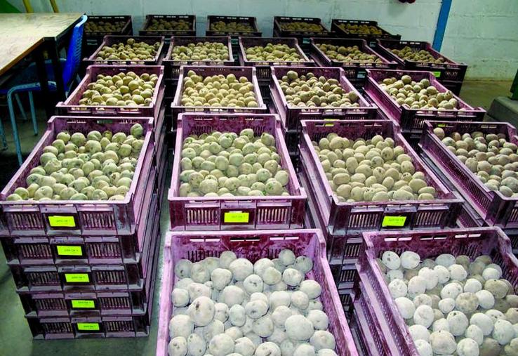 Les livraisons de plants assurées par Roquette battent leur plein.