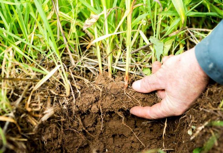 Les techniques culturales pour préserver les sols sont déjà bien expérimentées dans le secteur.