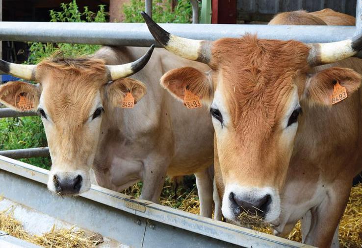 Aux vaches allaitantes Nantaises pourraient être associées des vaches d’autres races.