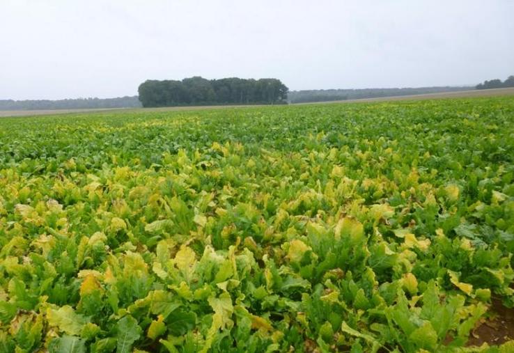 Jaunisse de la betterave