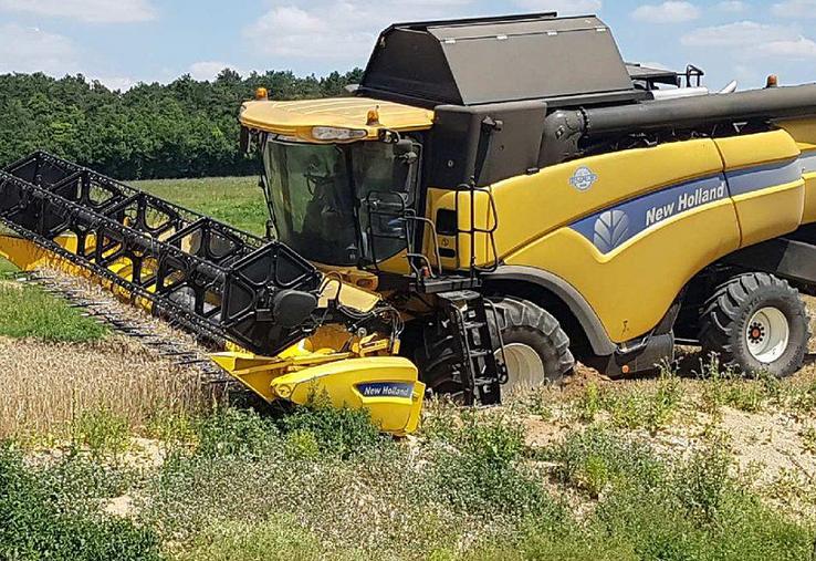Consommation de récoltes, piétinement des céréales, effondrement lors du passage des engins agricoles sont (entre autres) les risques de la présence du blaireau. 