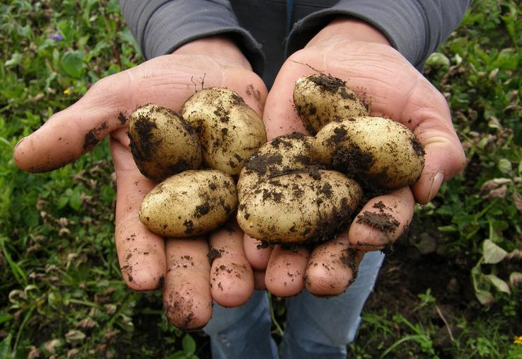 emploi saisonnier pommes de terre