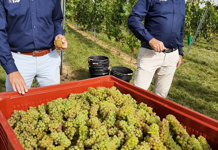 Christophe Dubreucq, responsable de la commercialisation des vins produits par «Les 130» et Xavier Harlé, directeur de Ternoveo dans une parcelle fraîchement vendangée, début octobre. 