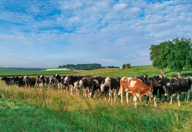 Le génotypage des génisses en race pure est possible pour orienter les choix  de taureaux. 