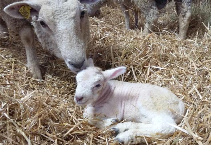 La surveillance de la première tétée reste le point clé.
