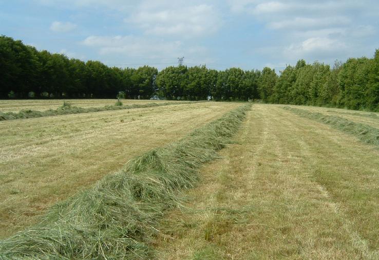 Les conditions de récolte actuellement rencontrées sont favorables au foin. 