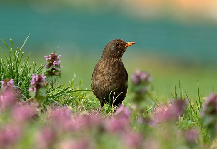 Les indicateurs de bon état de la nature s’intéressent entre autres aux populations d’oiseaux communs. 