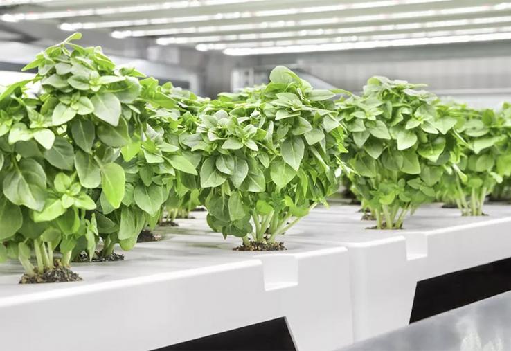 Infarm va fermer ses activités en France. 