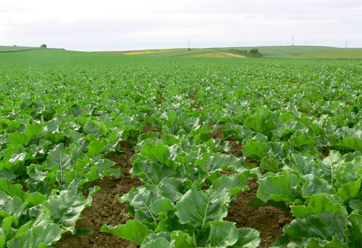 surfaces betteraves à sucre